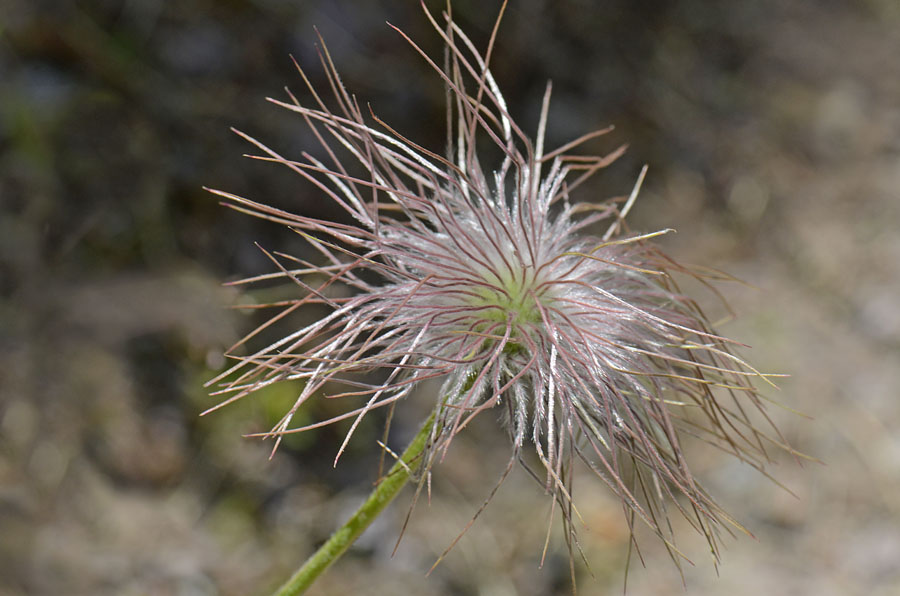 Pulsatilla alpina subsp. apifolia